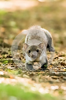 Stone marten, Martes foina, with clear green background. Beech marten, detail portrait of forest animal.