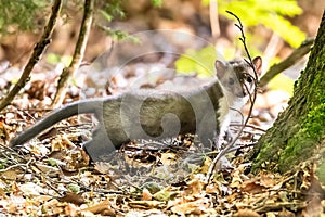 Stone marten, Martes foina, with clear green background. Beech marten, detail portrait of forest animal.