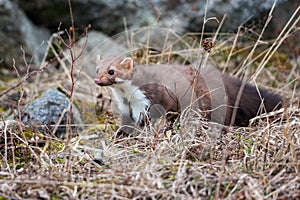 Stone marten, Martes foina, with clear green background. Beech marten, detail portrait of forest animal.