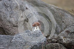 Stone marten, Martes foina, with clear green background. Beech marten, detail portrait of forest animal.