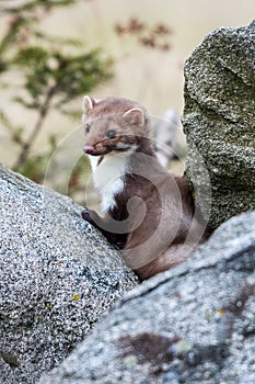 Stone marten, Martes foina, with clear green background. Beech marten, detail portrait of forest animal.