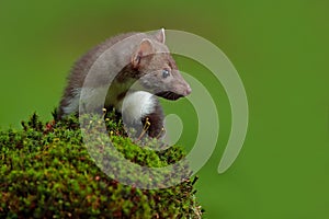 Stone marten, Martes foina, with clear green background. Beech marten, detail portrait of forest animal. Small predator sitting on