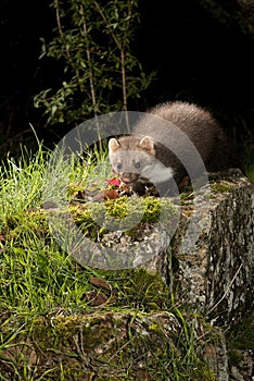 Stone Marten - Martes foina, nocturnal mammal