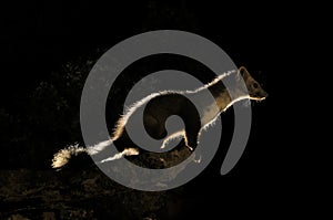 Stone marten - Martes foina nocturnal predatory