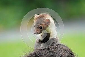 Stone marten
