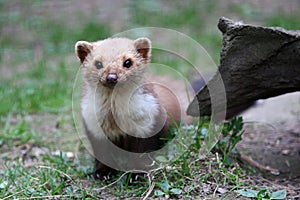 Stone Marten