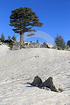 Stone on melted snow and cedar tree on blue sky background