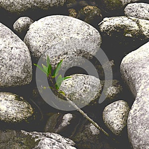 A stone in the middle of water