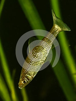 Stone moroko, Pseudorasbora parva fish