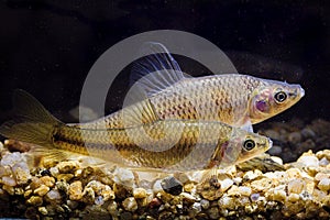 The stone moroko (Pseudorasbora parva) two invasive fishes underwater
