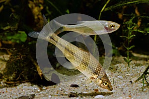 Stone moroko or topmouth gudgeon, aggressive solitary freshwater dwarf fish from East in biotope aquarium