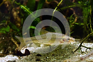 Stone moroko or topmouth gudgeon, common freshwater dwarf fish from East in temperate biotope aquarium, highly adaptable