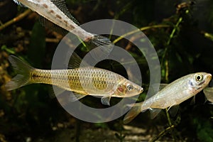 Stone moroko or topmouth gudgeon, highly adaptable freshwater fish from East, dominates biotope aquarium and shows aggression