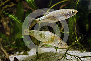 Stone moroko or topmouth gudgeon and juvenile common roach, omnivore freshwater fishes in planted biotope design aquarium, endemic photo