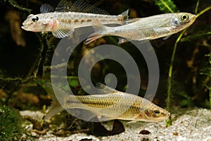Stone moroko or topmouth gudgeon, monkey goby and juvenile common rudd, omnivore freshwater fishes in biotope aquarium photo