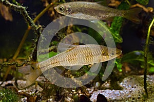 stone moroko, wild aggressive dominant freshwater fish from East, captive adaptable coldwater omnivore, European river biotope