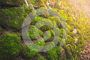 Stone with mos in forest at northen of Thailand with sunlight