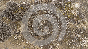 Stone moss, close-up view