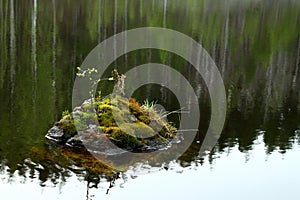 Stone with moss and leaves inside the river
