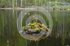 Stone with moss and leaves inside the river
