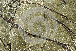 Stone moss lichen texture background