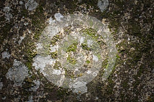 Stone and moss texture