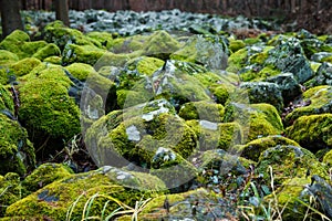 Stone Moss