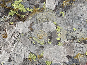 Stone natural texture. Old gray stone background with textured surface and Lichen Moss. Mountain backdrop