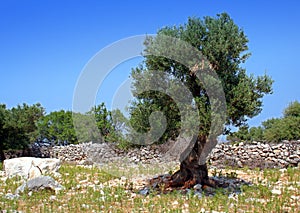 Calcolo un vecchio oliva un albero 