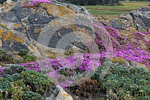 Stone overgrown with weeds, lichen and flowers