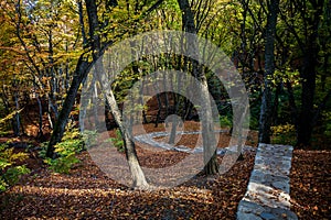 Stone path through autumn forest