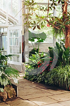 Stone path in botanical garden greenhouse with many green trees, plants and colorful flowers