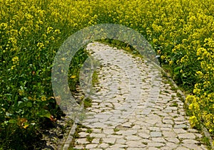 A stone path through a field of yellow rapeseed flowers