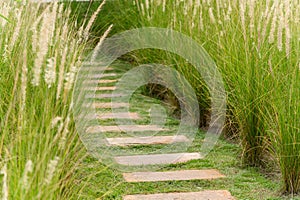 Stone path in the flowers grass field on beautiful sunshine day