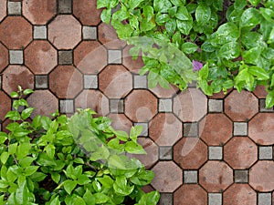 Stone path in garden