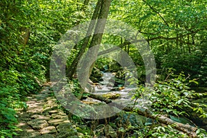 Stone Path by Little Stony Creek