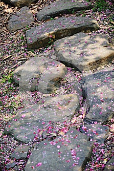 Stone path with plum blossom petal