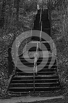 Stone Path Steps With Forest Trees Each Side B&W