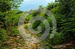 Stone Path through Wilderness photo