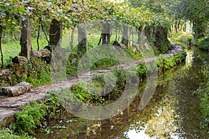 Stone pathway along river in forest. Fairy wood background. Serpentine trail with stone pillars. Green trees arches in forest.