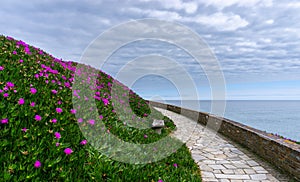 Stone pathway and coastal promenade with blossoming lilac flowers and ocean behind photo