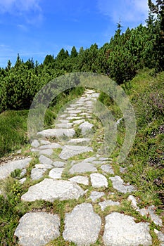 Stone pathway in green forest in mountains