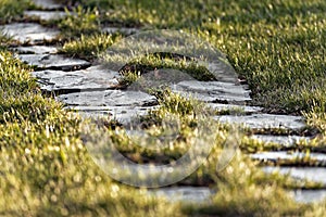Stone pathway on green grass with short depth of field