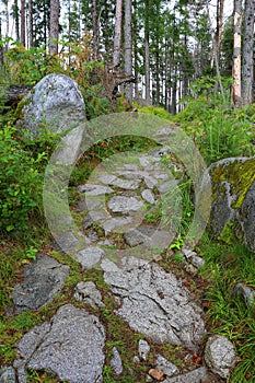 Kamenná cesta v zelenom horskom lese