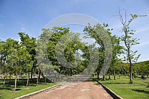 Stone Pathway in the Green Park