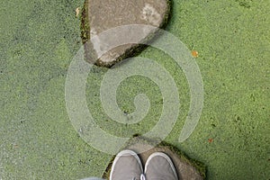 Stone pathway on green water with microalgae