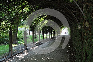 Stone pathway and long spring arbor covered by branches with green leaves