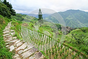 Stone pathway in longshen rice terraces