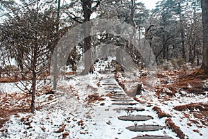 A stone pathway in the midst of snow