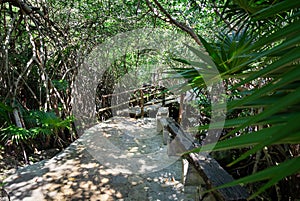 A stone pathway surrounded by tropical foliage at the Cristalino cenote, Mexico. photo